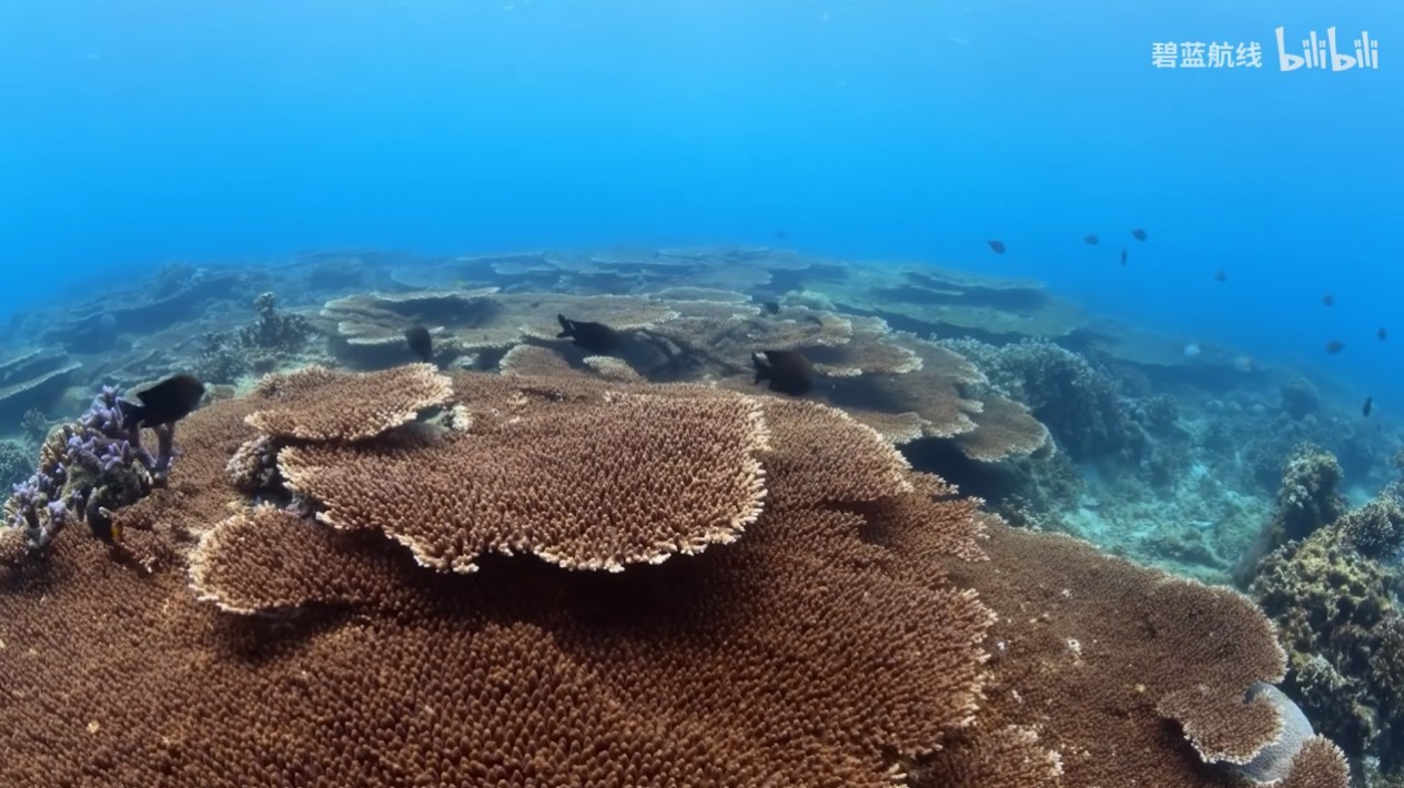 荣耀七载行,再绘新篇章!《碧蓝航线》七周年庆典活动最后一弹更新